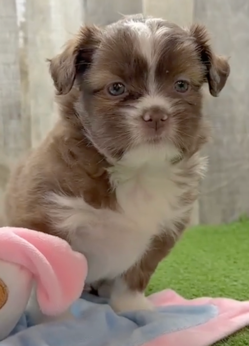 brown and white saussie with blue eyes